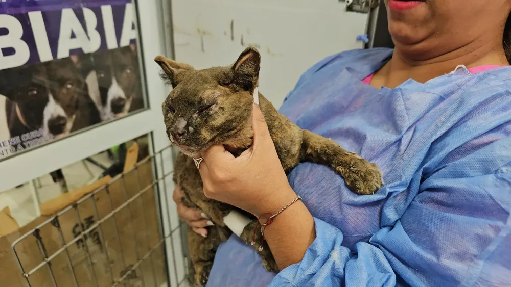 gato incendio 20 de junio 2