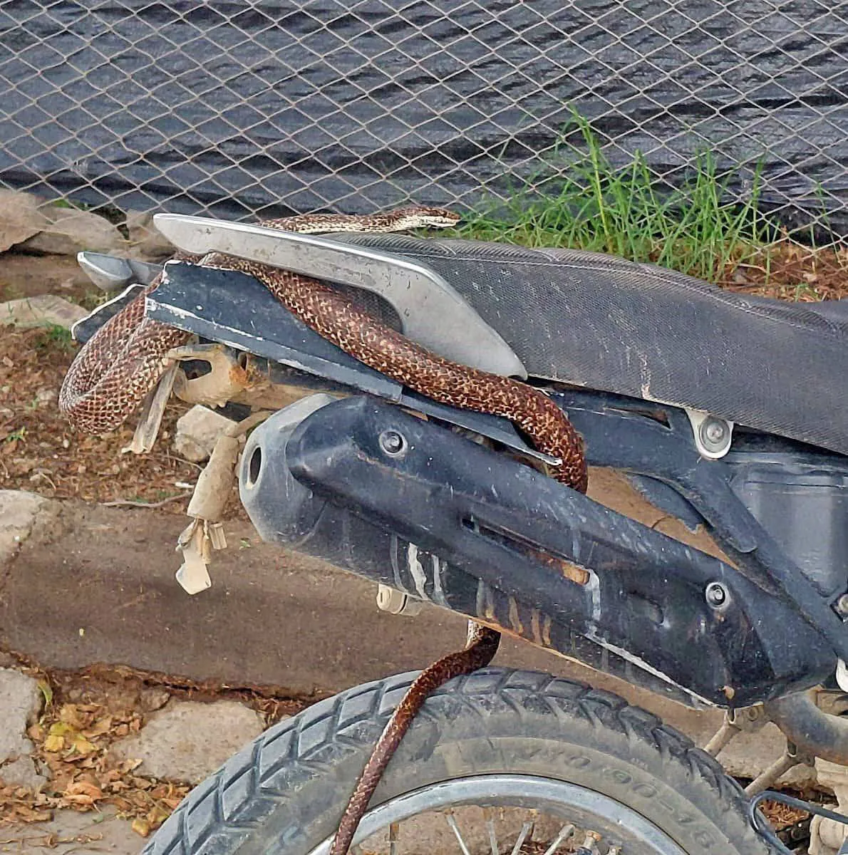 vibora cachi moto plaza5