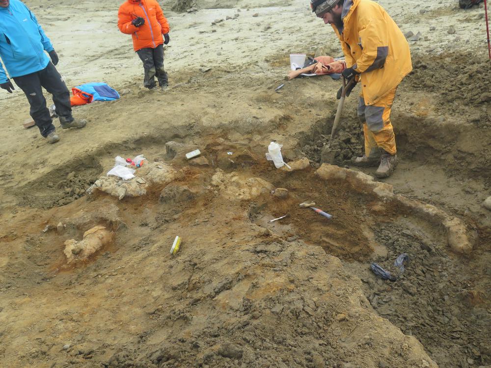 Plesiosaurio argentino 4